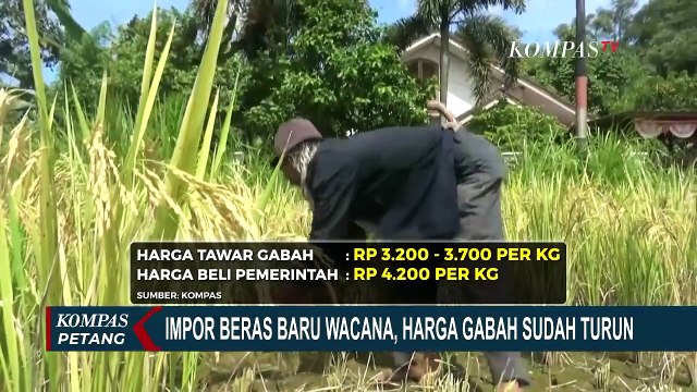 Impor Beras Satu Juta Ton Baru Wacana, Harga Gabah Sudah Turun