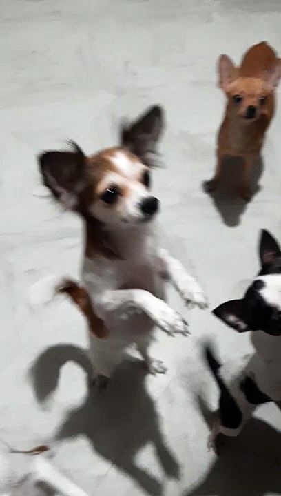 #cutiespuppys