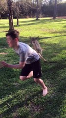 Boy Plays Tag With Deer in Backyard