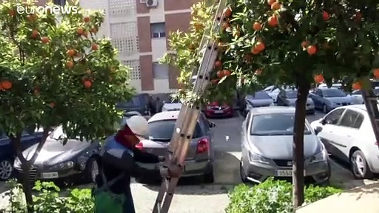 Seviilas grüne Revolution - in Orange