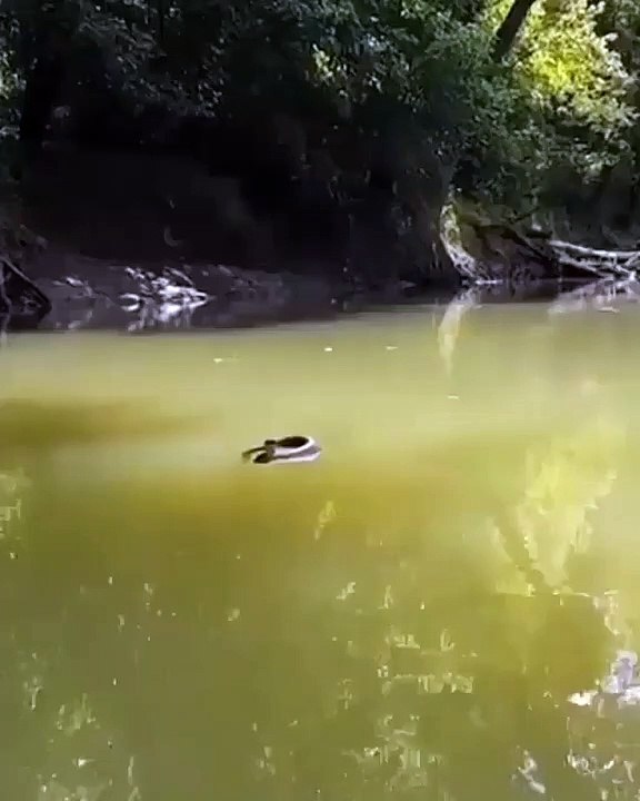 snakee