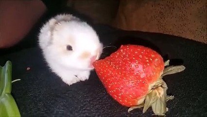 Cutest Rabbits | Bunny Eating Video Compilation