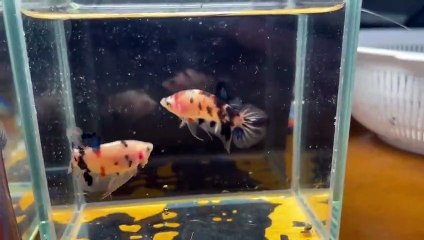 Betta Fish Splendens
