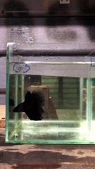 Betta Fish  Halfmoon