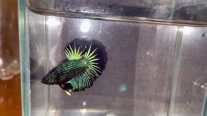 Betta Fish Black Green