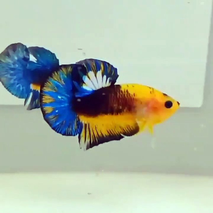 Yellow Hellboy Betta Fish