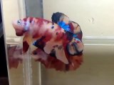 Multicolor Betta Fish - Betta Candy