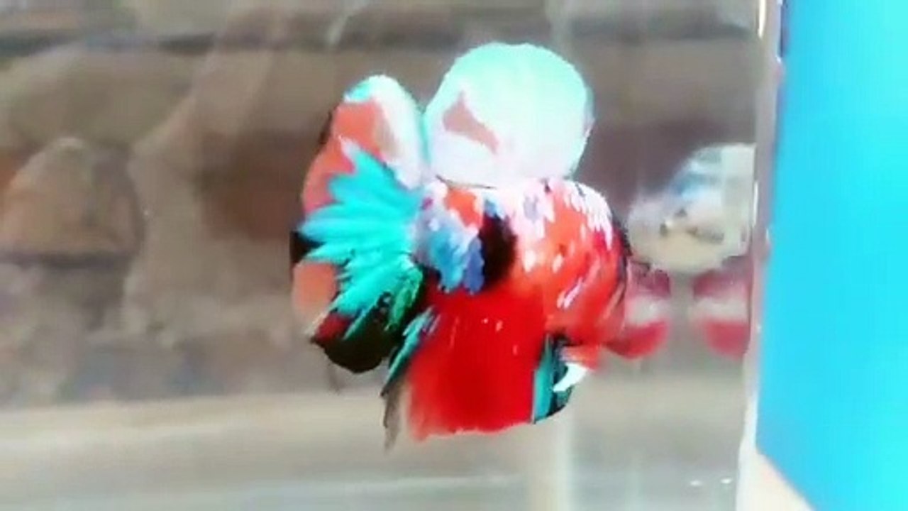 Betta Galaxy Nemo