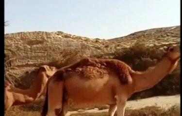 مقطع رائع جدا جدا جدا العنبرامام 300من الصحابه