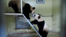 Deux pandas du zoo de Beauval s’accouplent, «un événement pour la conservation des espèces»
