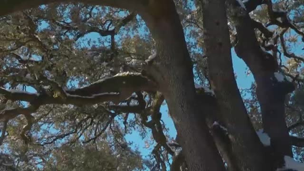 Abrazos y fotos en la carrasca milenaria de Lecina tras ser elegida Árbol Europeo del año