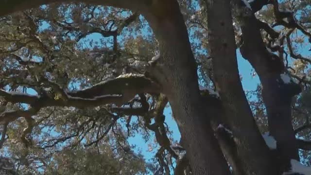 Abrazos y fotos en la carrasca milenaria de Lecina tras ser elegida Árbol Europeo del año