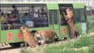 Un parc animalier incroyable  entouré par les tigres de Sibérie