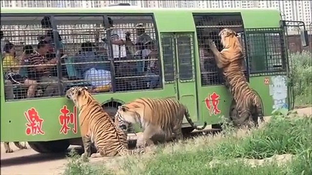 Un parc animalier incroyable entouré par les tigres de Sibérie