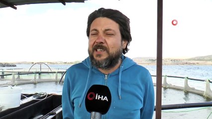 Milyonlarca Balık Tek Tek Aşılanıyor