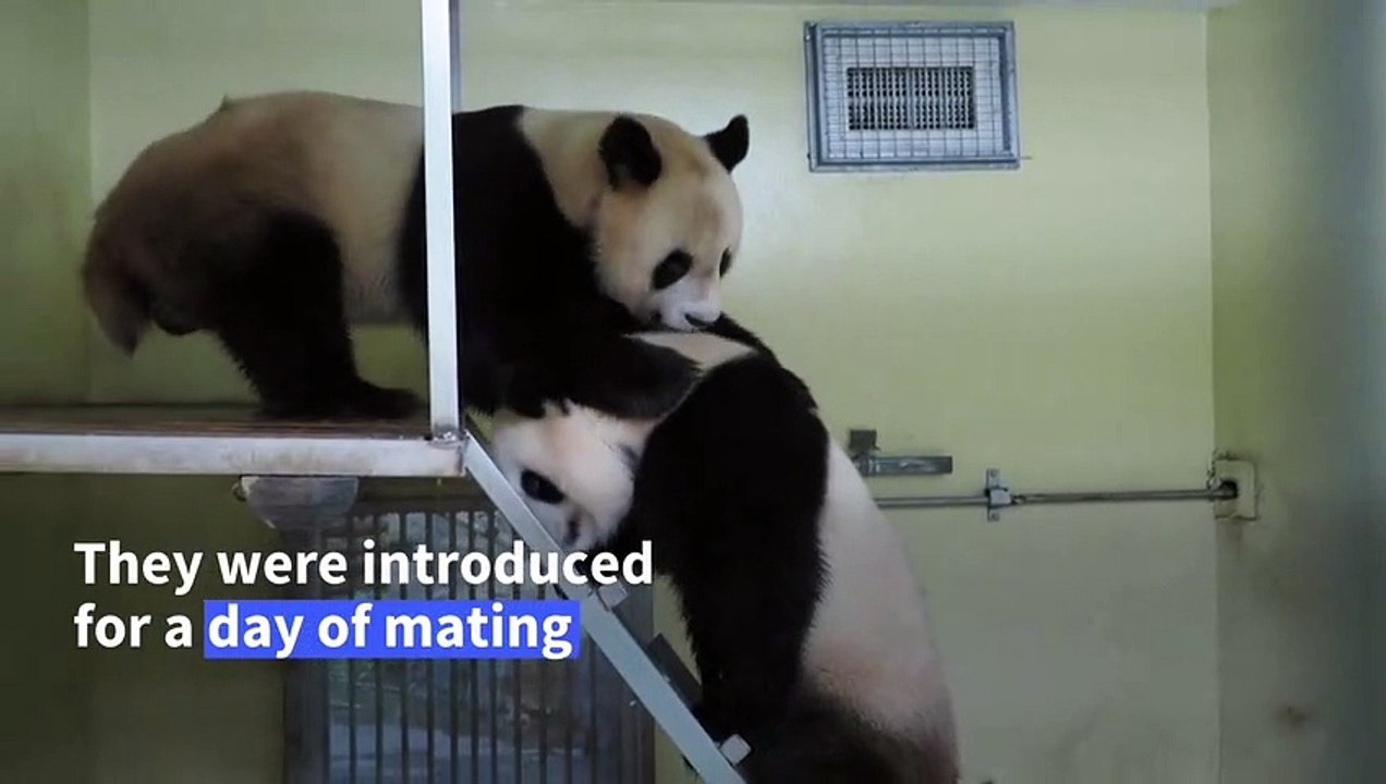 Giant pandas mate in rare ritual at French zoo