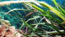 Le alghe ripuliscono i mari dalla plastica espellendola nelle 
