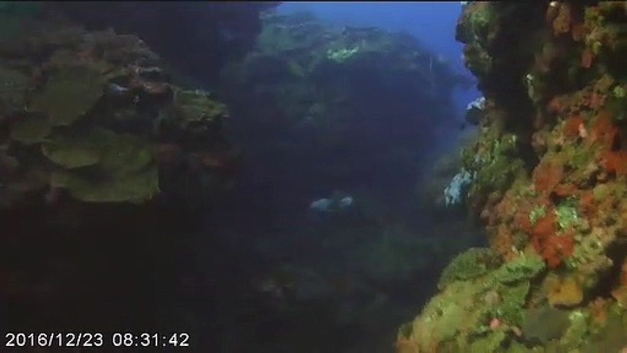 Dive11