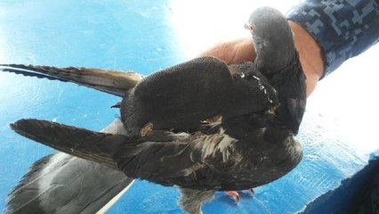 Con paloma mensajera pretendían ingresar celular a cárcel de Cómbita