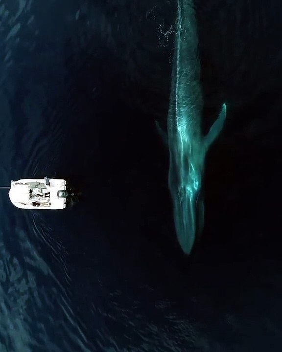 whale