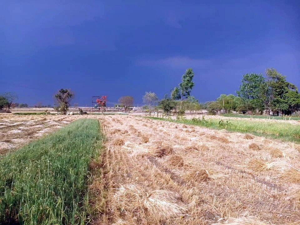 फसल नुकसान होने पर किसान भाई 72 घंटे के अंदर अवगत कराएं