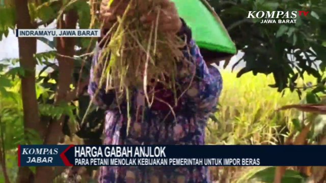 Harga Gabah Anjlok, Petani Tolak Impor Beras