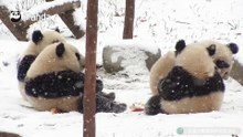 雪再大也不能阻挡我吃笋笋