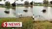 Mother, daughter drown after car plunges into lake in Bandar Baharu