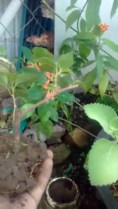 Repot my plants