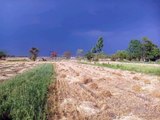 बारिश से नुकसान: खड़ी फसल हुई आईडी और कटी फसल की चमक पड़ेगी फीकी