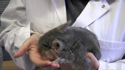 Soins animaliers à l'IPES Ath