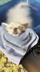 Super Relaxed Doggy Falls Asleep in Bath