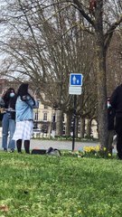 Teamwork Helps the Cat Rescue Work