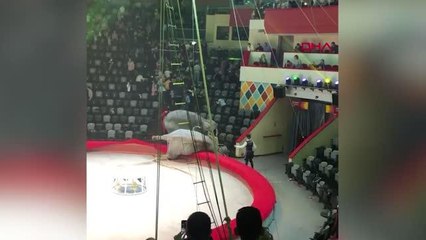 Rusya'da sirkte filler birbirine girdi: İzleyenler böyle kaçtı