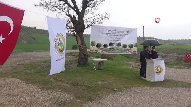 Suriye sınırında yağmur altında fidanlar toprakla buluşturuldu