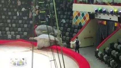 Birbirine giren filler sirkte panik yarattı