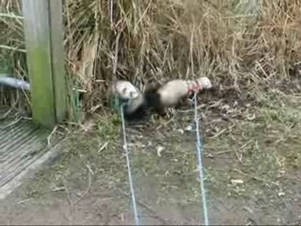 Fufus chyara aulnes 25 fevrier 2008