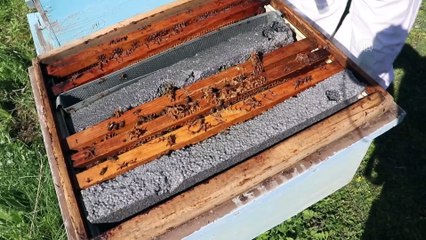 ADANA - Kocasına destek için başladığı arıcılıkla iki kadına daha istihdam sağladı