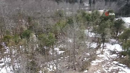 Şimşir Ormanları'nın kelebeklerle başı belada