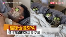每天回家都有驚喜！ 奴才爸「趁妻不在家」偷帶貓咪們做SPA
