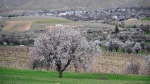 TUNCELİ - Baharın müjdecisi badem ağaçları çiçek açtı