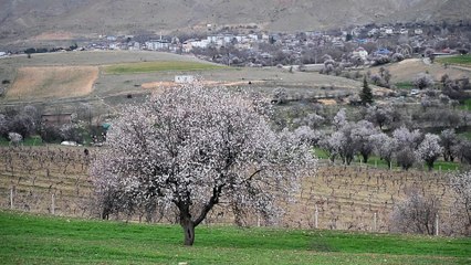 TUNCELİ - Baharın müjdecisi badem ağaçları çiçek açtı