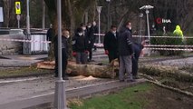 Türkiye Büyük Millet Meclisi bahçesine yıldırım düştü. Bir ağaç yıldırım düşmesi sonucu yarıldı