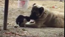 Kedi ile köpeğin dostluğu renkli görüntülere sahne oldu