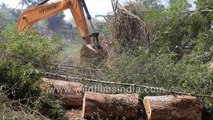 JCB excavator clears open forest to make way for timber tree saplings