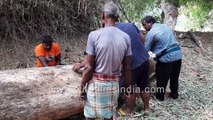 Heavy duty hand saw at work _ Timber cutting _ Men in Odisha at work