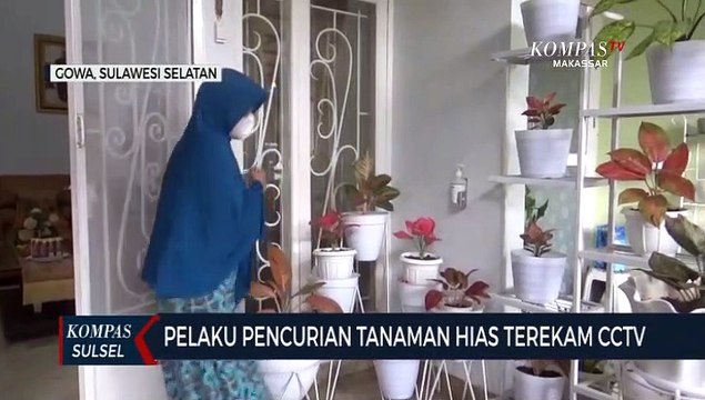 Pelaku Pencurian Tanaman Hias Terekam CCTV