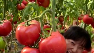 Tomato fruit garden is super delicious