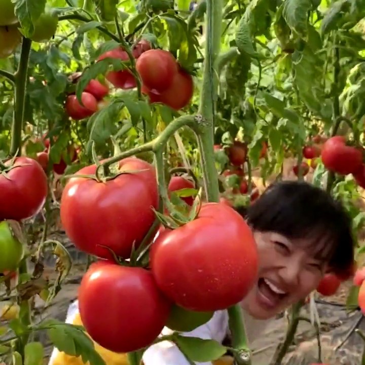 Tomato fruit garden is super delicious