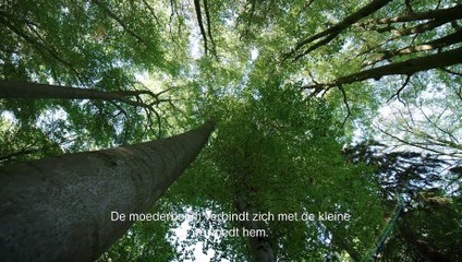 HIDDEN LIFE OF TREES Film